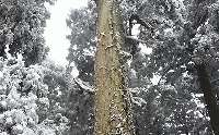 樹氷３。杉に取り巻く蔦も凍っている