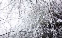 樹氷５。見ろ、枝が蜘蛛の巣のようだ