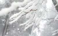 樹氷６。風の仕業か、雪が枝の片側に固まって行くんだよ