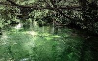 森の中を緑の水が流れていく