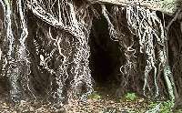 大樹の根で出来た洞