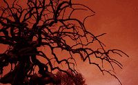 赤い空と怪しい木