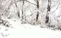 雪の道３。白くて、とても静かな世界