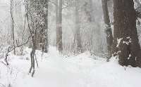 雪の道４。この冷たい空気を吸っていると、自分の中がきれいになって行くような錯覚がする